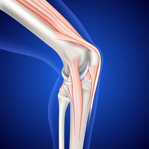 Koyu mavi arka planda bacak ve diz kas çizimi.