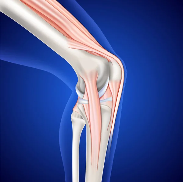 Ben Och Knä Muskulatur Illustration Mörkblå Bakgrund — Stock vektor