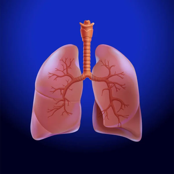 Ilustracja Ludzkiego Płuca Częściowo Przezroczyste Aby Podkreślić Gałęzie Oddechowe Płucach — Wektor stockowy