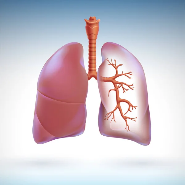 人类肺的三维图像部分透明 以突出肺部内的呼吸分支 — 图库矢量图片