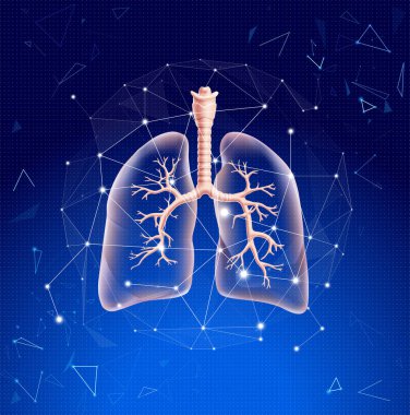 Akciğerin çizgiler ve üçgen şekiller kullanarak sunulan akciğer dallarını görselleştirmek için kısmen yarı saydamlaşması.