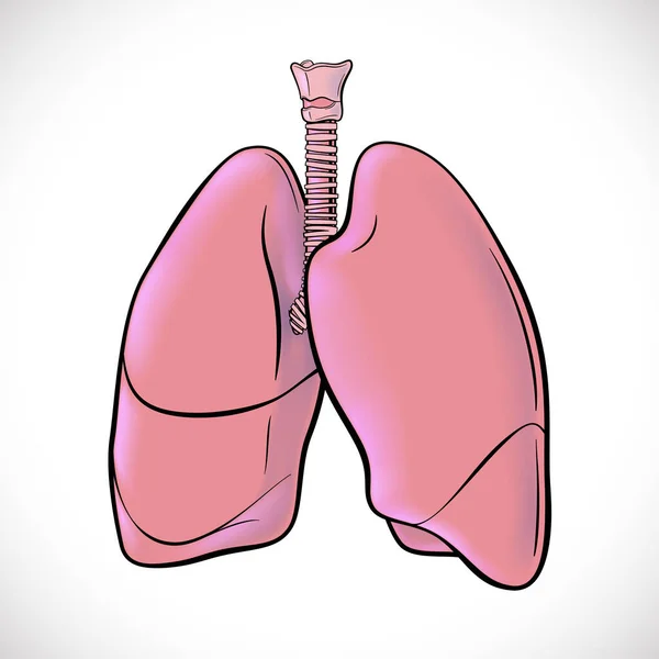 Ilustracja Obu Ludzkich Płuc Podkreślonych Czarnymi Liniami Dla Łatwego Oglądania — Wektor stockowy