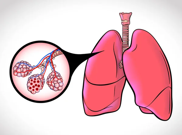 Schemat Ilustruje Zdrową Tchawicę Worki Powietrzne Ludzkich Płuc Podświetlone Czarnymi — Wektor stockowy