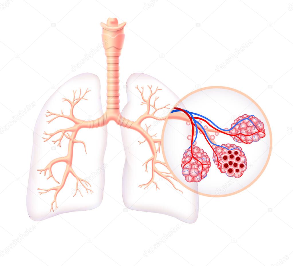 Diagram showing the healthy trachea and air sacs of the human lungs.