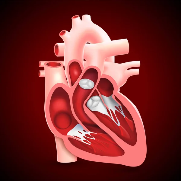 İnsan kalbinin çapraz kesiti kalp kapakçıklarını gösteriyor..