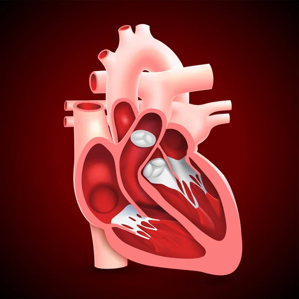 Doorsnede Van Het Menselijk Hart Met Inwendige Hartkleppen — Stockvector