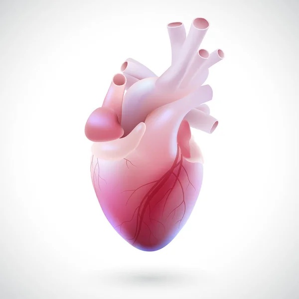 Illustration Vascular Tubes Human Heart — ストックベクタ