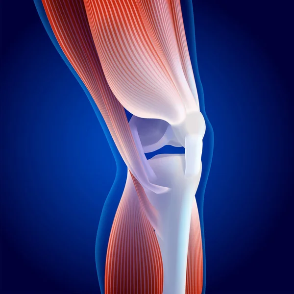 3D illustration of thigh and calf muscles connected to knee bone on dark blue background.