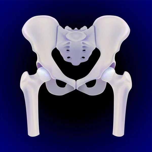 Illustration Complete Front View Human Hip Bone Dark Blue Background — Stock Vector