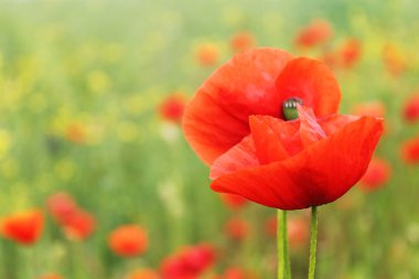 Kırmızı gelincikler tarlada