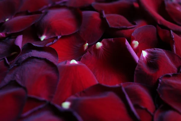 Myke, purpurfargede roseblader – stockfoto