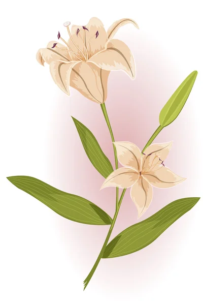 Vackra golden lily — Stock vektor