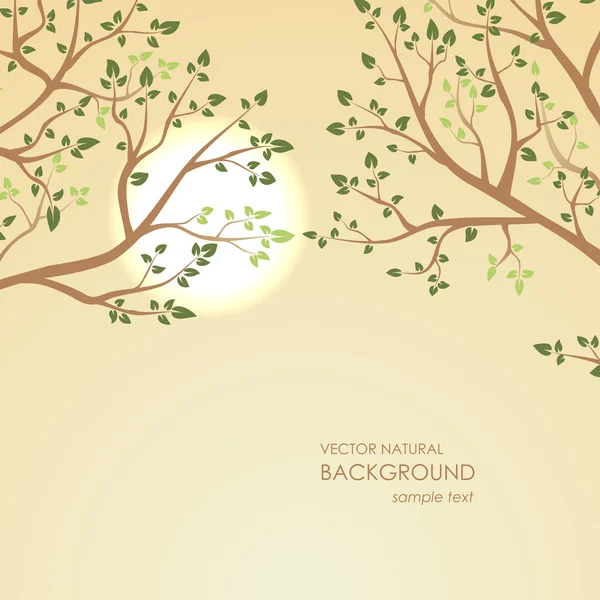 Sunset on a background of tree branches — Stock Vector