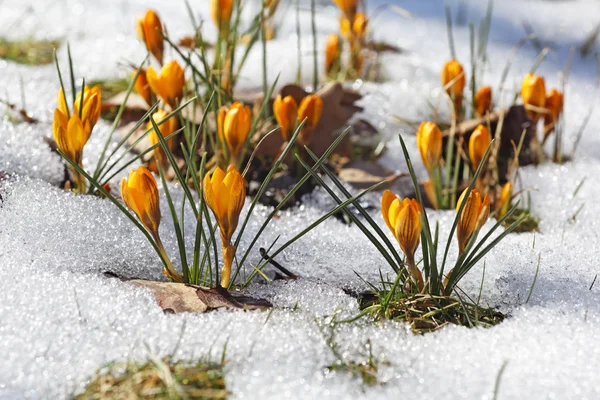 Yellow crocuses, spring awakening — Stock Photo, Image