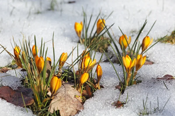 Yellow crocuses, spring awakening — Stock Photo, Image