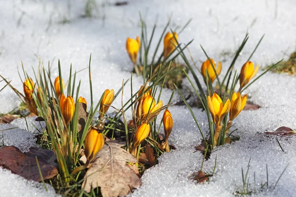 Gele krokussen, ontwaken van de lente — Stockfoto