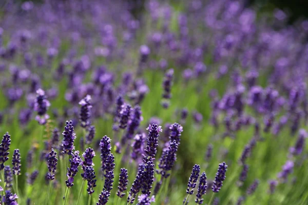Padang lavender di musim panas — Stok Foto