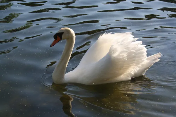 Swan i damm — Stockfoto