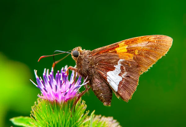 Kelebek besleyen bir çiçek bir makro çekim