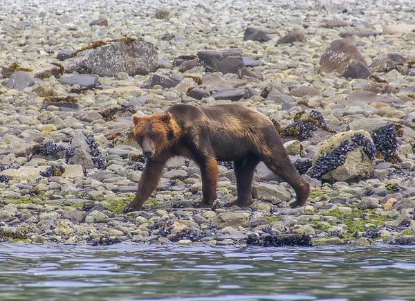 Медведь гризли ходит по берегу моря в национальном парке Ледниковый залив — стоковое фото