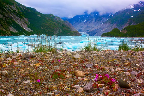 mc'bride Buzulu glacier bay Milli Parkı içinde yakınındaki kır çiçekleri.