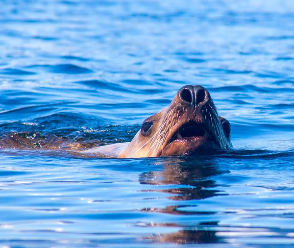 A close up portrait of just surfaced northern (Steller 's) sea li — стоковое фото