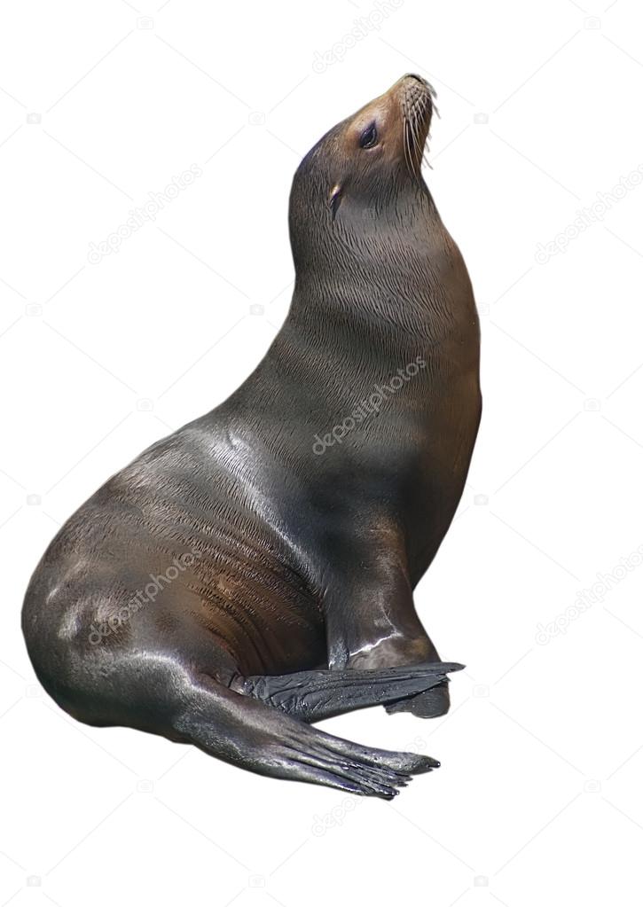 California sea lion isolated on white background