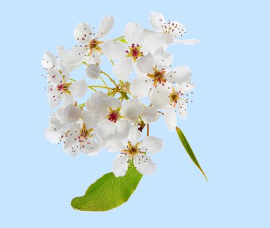 elma ağacı çiçek açık mavi renkli izole