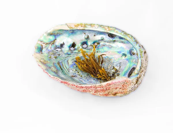 Rode abalone schelp met pearlwort op de top — Stockfoto