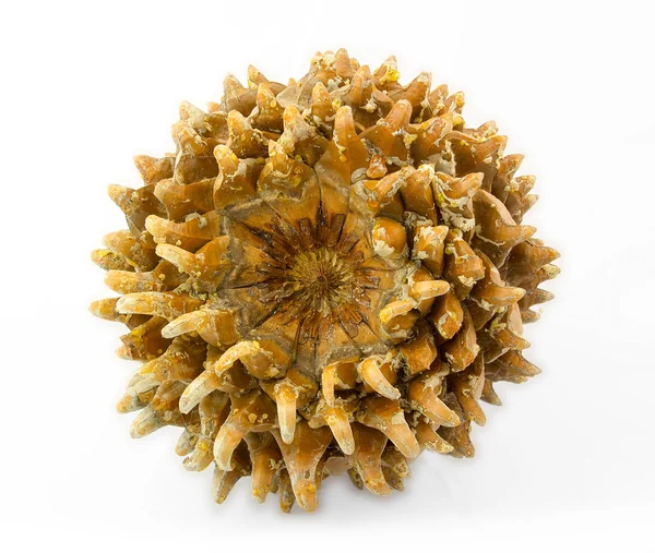 Giant Coulter pine (Pinus coulteri) cone, base view — Stock Photo, Image