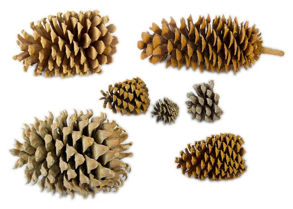 A set of different pine's species cones in scale — Stock Photo, Image