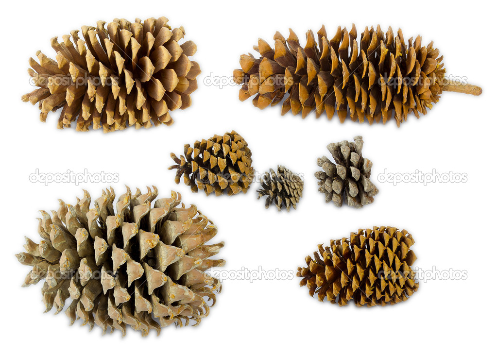 A set of different pine's species cones in scale