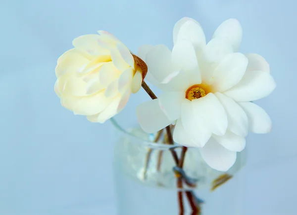 Witte magnolia bloesem — Stockfoto