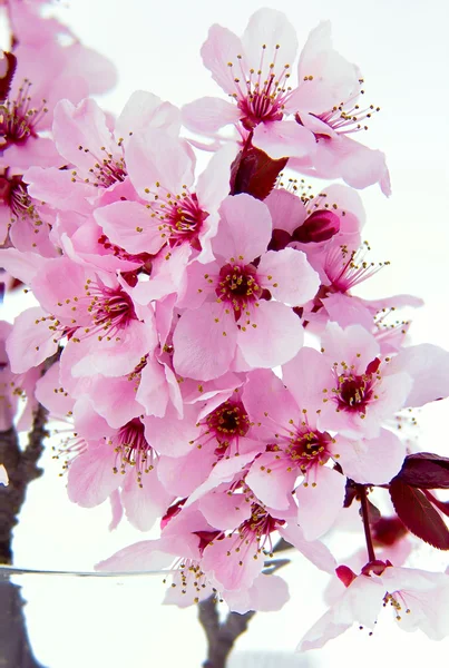 Sakura bloesem — Stockfoto