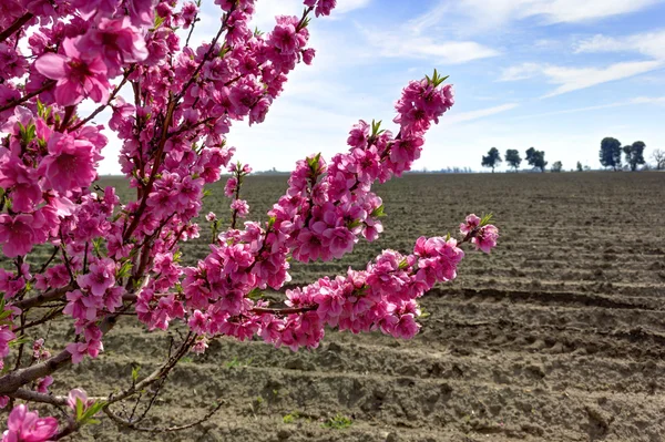 Kirschbaum auf gepflügtem Feld im Frühjahr. — Stockfoto