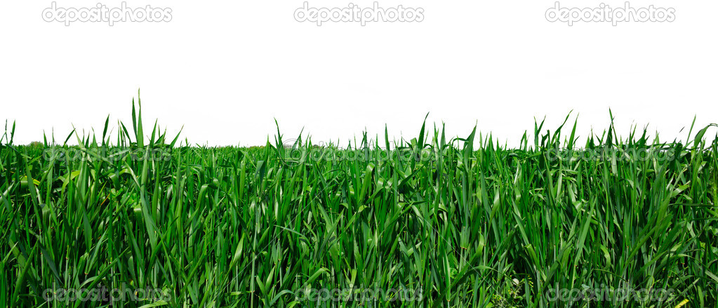 Green grass isolated on white background.