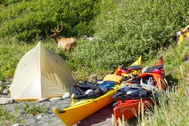 Kayak camping in Siskiyou Wilderness, North California clipart