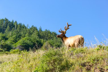 Bull Tule elk in Siskiyou Wilderness, North California clipart