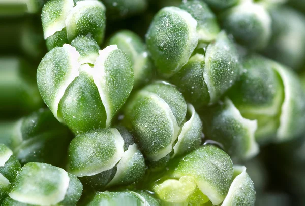 Broccoli extrem närbild. — Stockfoto