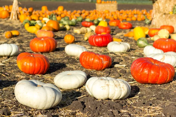 California kabak yama.
