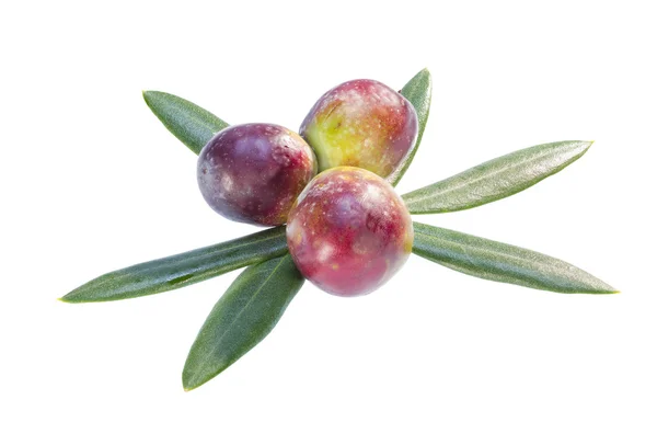 Ripening olives on branch. — Stock Photo, Image