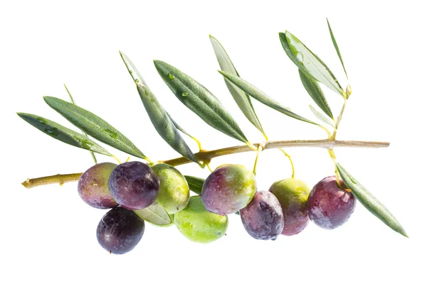 Ripening olives on branch. Royalty Free Stock Images