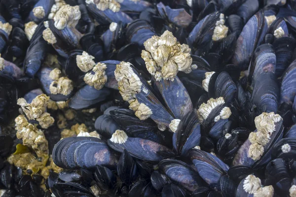 Mussels bed. — Stock Photo, Image