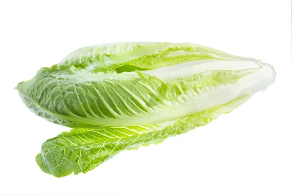 Lettuce Stock Picture