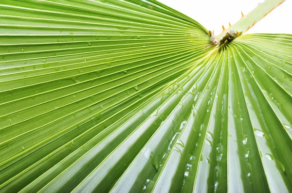 Palmový list. — Stock fotografie