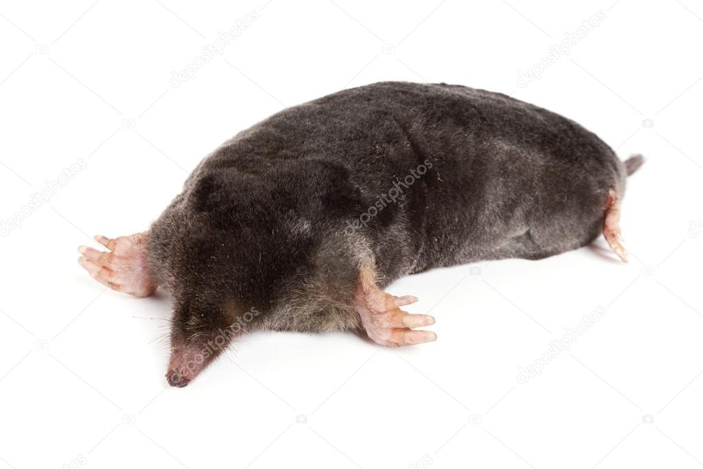 The European mole