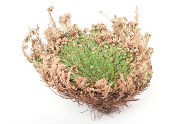 Rose Of Jericho