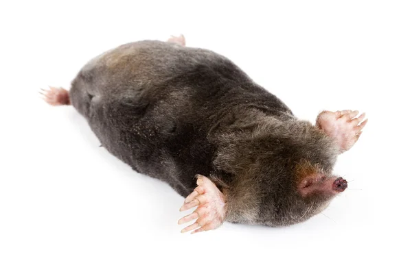 Death European mole — Stock Photo, Image