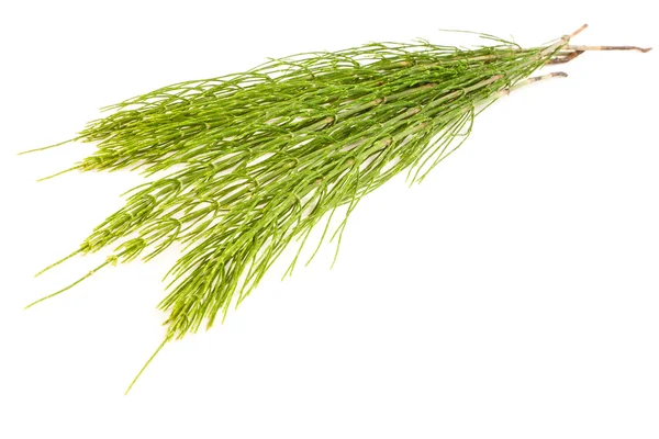 Horsetail — Stock Photo, Image