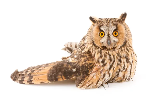 Un pájaro con un ala rota (búho de orejas largas, Asio otus ) — Foto de Stock